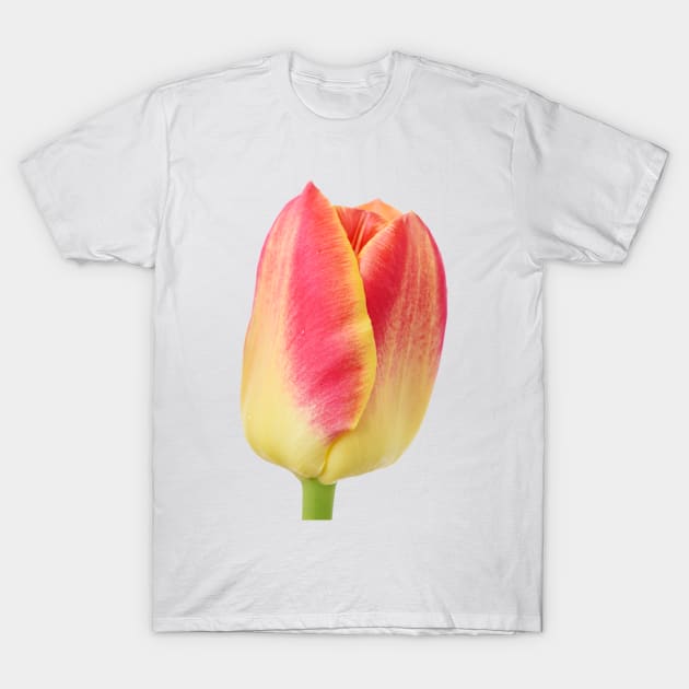 Tulipa 'Candy Corner' Triumph Tulip T-Shirt by chrisburrows